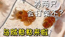 养两只喷橙色墨汁的乌贼，不知道会不会打架呢