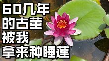 奶奶60年前的嫁妆被我拿来种睡莲了，毫无违和感