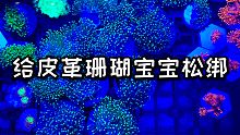 【海缸】切了17盘珊瑚宝宝，今天可以卖钱啦