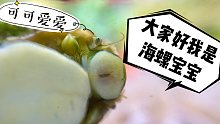 你见过这么萌的海螺吗？以后求你们口下留情