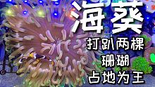 海葵打趴了我两棵珊瑚，这次真给它换新家了，惹不起