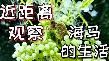 你有这么近距离看过海马吗？今天看完包你神清气爽
