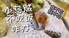 喂小乌贼吃虾肉被嫌弃了