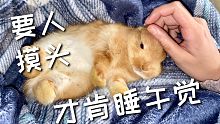 兔兔要人哄才肯睡午觉，太皮了