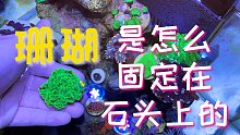 看看我海缸里的珊瑚怎么固定在活石上
