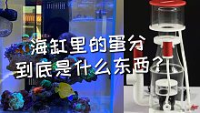 简单介绍一下海缸里的蛋分工作原理和作用，新手进来看看吧