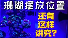 海缸里的珊瑚如何摆放能够长得更好