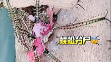 无数条蜈蚣一起啃食尸体，有点重口，胆小勿入！
