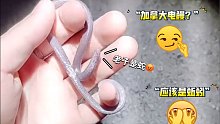 这难道是世界上最小的“电鳗”？哈哈哈，我觉得它是蛇，你们怎么看？