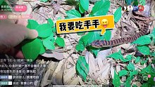 直播偶遇野生赤练蛇～可爱极了…