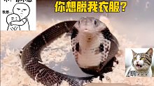 脱眼镜蛇的衣服，麻烦接我个雄心豹子胆…哈哈哈