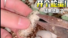 这蛇过了孵化期了，还赖着不出来…看我给它剪开！