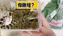 快递里尽然拆出小鳄鱼～