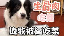 边牧被逼吃菜，表情凝重小口敷衍铲屎官！【丢小喵家de每日狗饭】