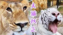 秋天来临，动物园的大猫们懒得赛跑，也不恋爱了