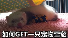 【雪貂小百科】怎样才能买到一只宠物雪貂？