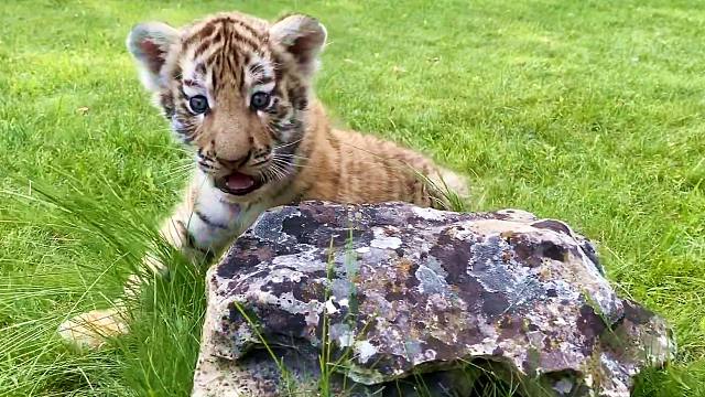 软乎乎的小老虎宝宝,和我一样可爱