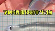  #涨知识7中近乎透明的海洋生物