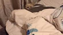 发现一个想上床钻被窝的小可爱☺️#萌宠 #瓶盖 #撸猫