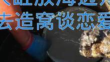 一米深大缸放海边几个月，极品肥货进去造窝谈恋爱，意外发现金色宝贝（中）#乡村新景象 #新农人计划