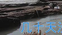 30天没抽的几百平坑，里面“龙虎相争”浑水暗涌，抓到400一斤大货（上）#乡村新景象 #新农人计划