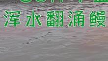 80斤牛血投入三连坑，引来鳗龙鲨鱼一家霸坑，浑水翻涌非常刺激（上）#乡村新景象 #新农人计划
