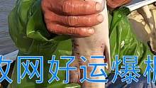 来叔出海收网好运爆棚，遇凶猛极品大货连抓值钱靓鱼，能卖上千块（中）#乡村新景象 #新农人计划