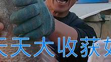 来叔出海天天大收获如遇财神，抓一条鱼就十斤重，海鲜都裹满渔网（中）#乡村新景象 #新农人计划