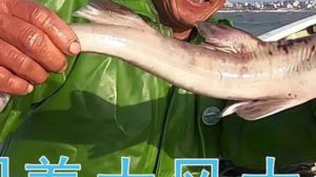 赶海 #渔民出海 来叔顶着大风大浪出海,收获可真不一般,全是大海货!