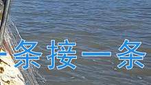 #渔民出海 #赶海 出海捕鱼野生大货一条接一条，收获大满筐这一趟又挣了上千。