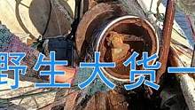 #渔民出海 #赶海 出海捕鱼野生大货一条接一条，收获大满筐这一趟又挣了上千。