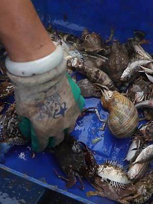 小渔出海捞到一桶寄居蟹，赶出家门还能生存吗？ 