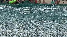实拍广东吴川金海岸拉大网，一网拉了3万多斤海鱼，场面一度失控