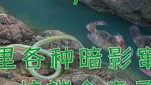 海岛峡沟里各种暗影窜动！抽干后下去一探究竟，直接一坑端现煮了（中）#乡村新景象 #新农人计划