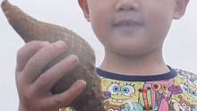 小章带儿子赶海收获大响螺，要把壳送粉丝！还捡到手掌大的铁蛤