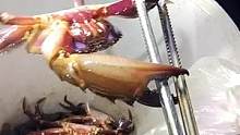 赶海遇到这么大的赤甲红螃蟹，真是太少了