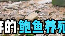 海边被遗弃的鲍鱼养殖区，遗留的鲍鱼随便捡，小章收获上百只鲍鱼