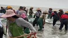 渔民赶海拉大网，一网拉上来几百斤极品海货，一趟就可以赚上万块