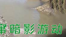 15米长淤泥坑鱼群乱窜，暗影游动“黑鲨成双引龙”，野性十足太凶猛了（下）#乡村新景象 #新农人计划