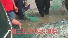 拉大网拉了几千斤结尾鱼，丰收了