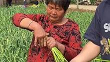 河南农村免费抽蒜薹，大娘组团驾到，每人收获几斤，回家炒肉真香