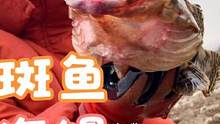 天气寒冷，海鲜都被冻上岸，小章抓到石斑鱼和大海鳗！值好几百块