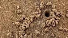 这种小洞是沙马蟹的洞，旁边一粒粒的是它推出来的小沙球儿 #赶海  #海边生活的日子