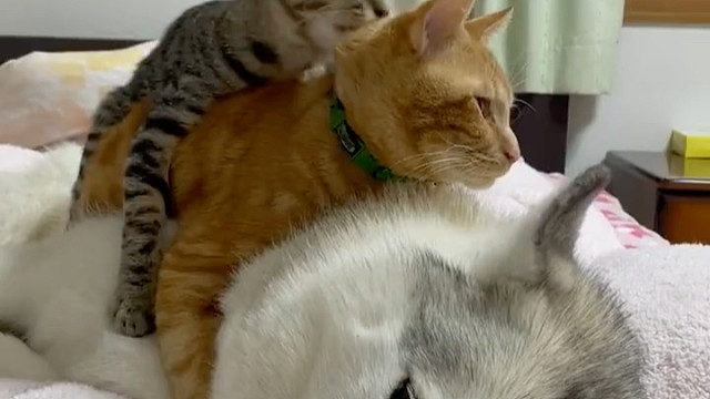 两只猫咪压在一只狗狗身上开心地舔舔舔,单身狗也太惨了吧