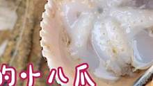 小章赶海 贝壳里藏着一只刚出生的八爪鱼，暗洞里藏着很多大长腿