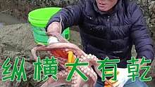 小水坑暗沟纵横大有乾坤，两人折腾许久竟扯出章鱼王，不料还有更猛的（中）#乡村新景象 #新农人计划