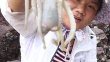 小渔赶海好不容易捡的海货全部送给阿平，趁渔爸不在家又偷老爸的螃蟹，做丰富海鲜餐犒劳一家人#记录生活 