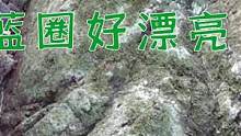 大水坑底遇“海中皇帝”，手一摸捞出鲜艳的章鱼，满身蓝圈好漂亮 （下）#乡村新景象 #新农人计划