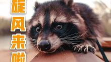 俄罗斯小浣熊“旋风”来B站啦