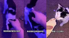 猫和老鼠诚不欺我 原来猫猫身上真的有奇怪的音效